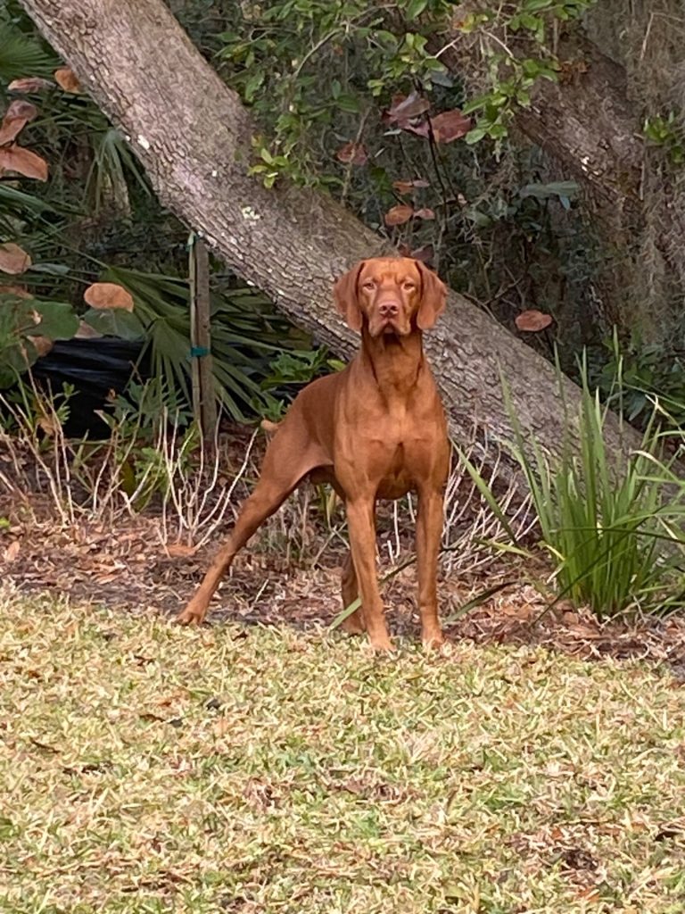 Dog Bite & Animal Attack Attorney St. Augustine Beach